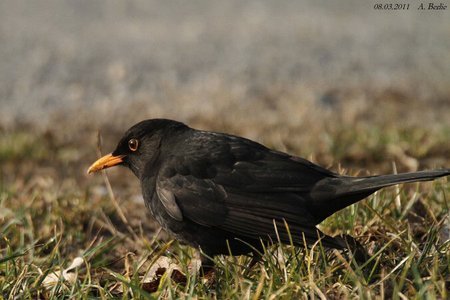 amsel.jpg