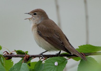gartengrasmuecke.jpg